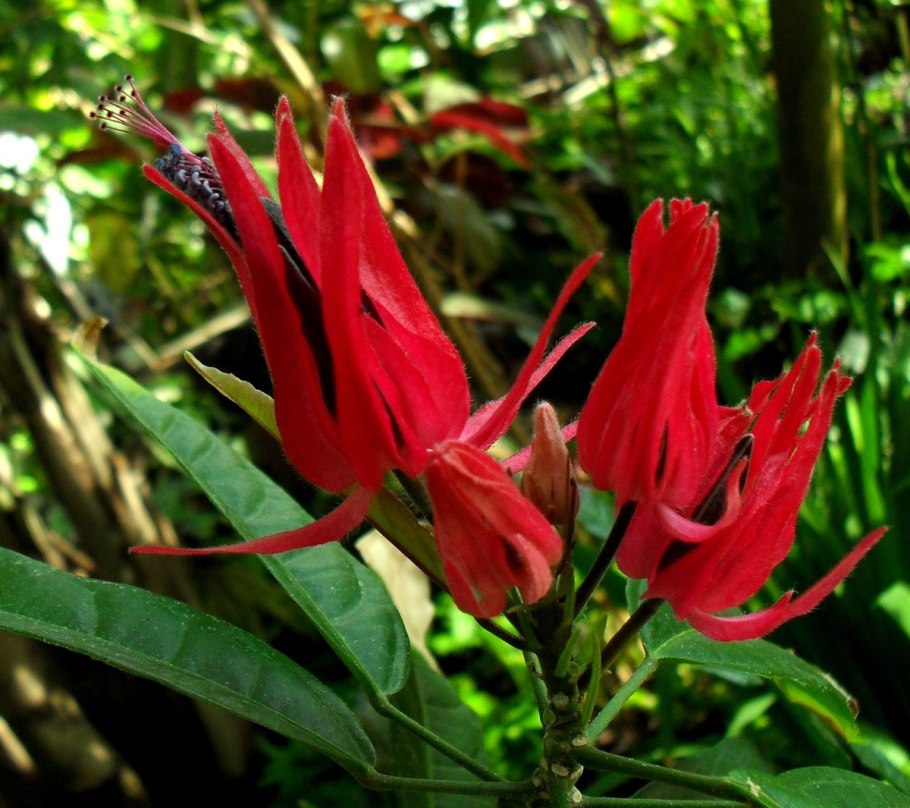 Павония цветок