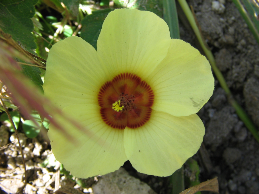 Павония цветок