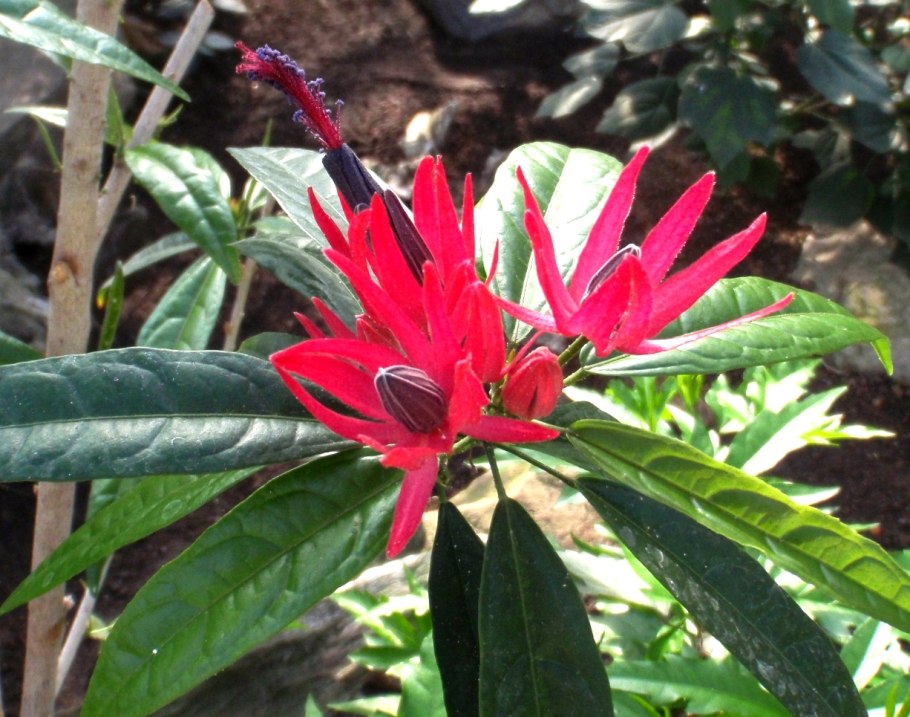 Павония мультифлора-Pavonia multiflora