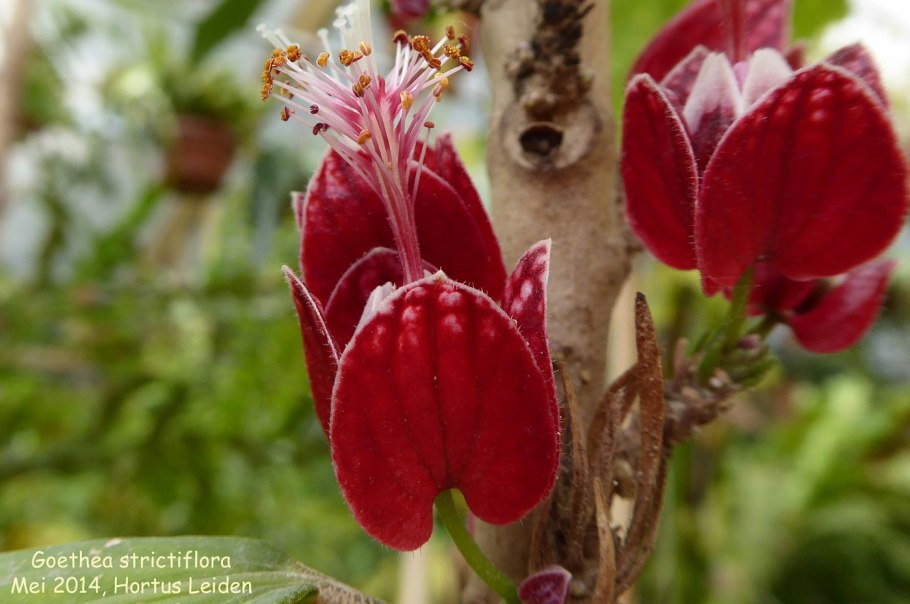 Goethea strictiflora