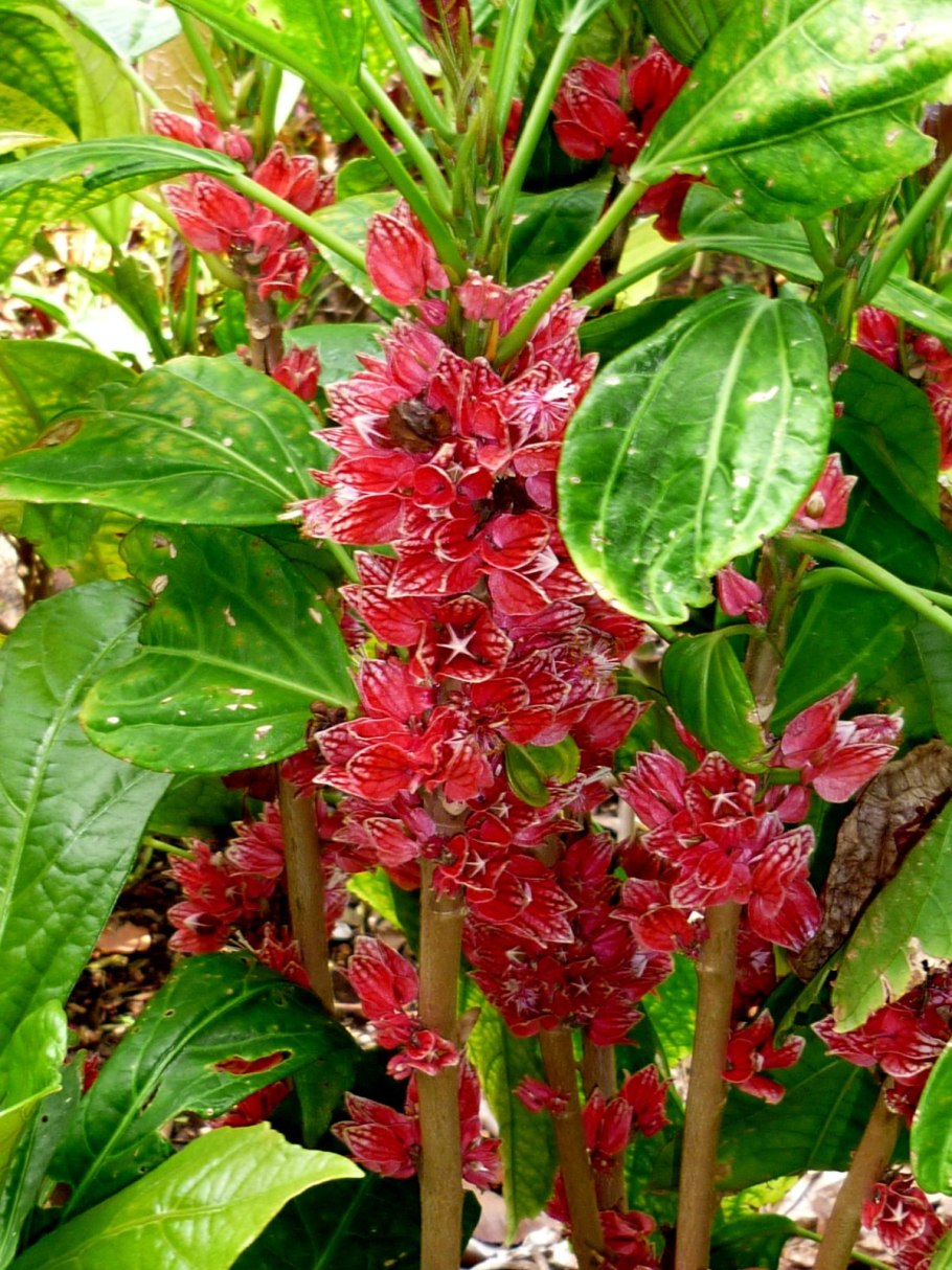 Гетея растение