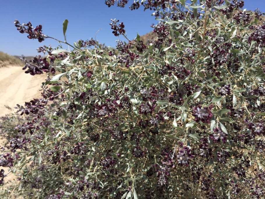 Песчаная Акация в пустыне