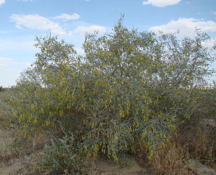 Мертвое дерево в пустыне