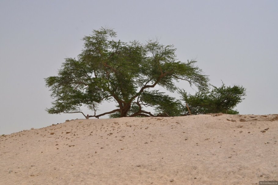 Песчаная Акация Конолли