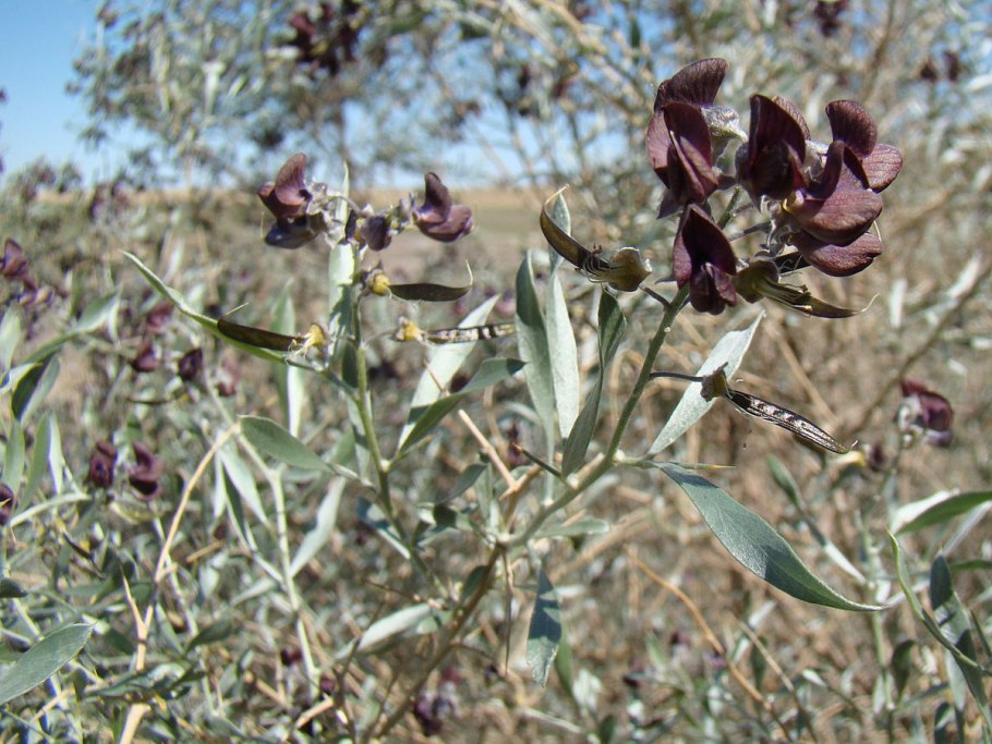 Дерево саксаул в Узбекистане