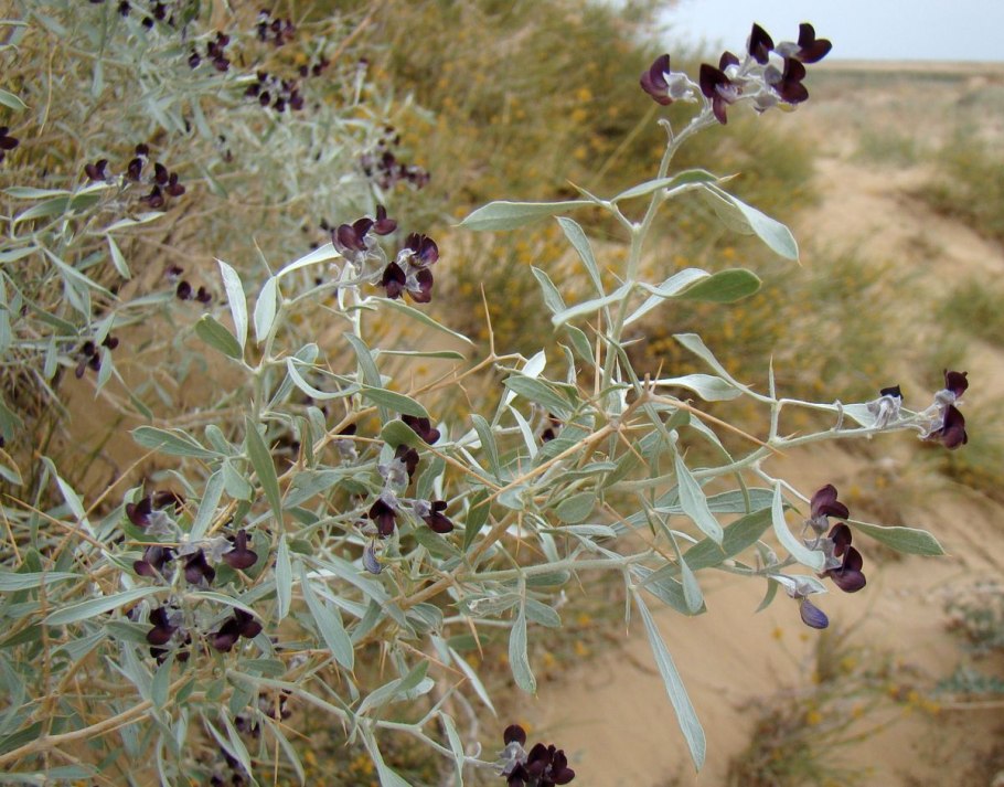 Аммодендрон Конолли