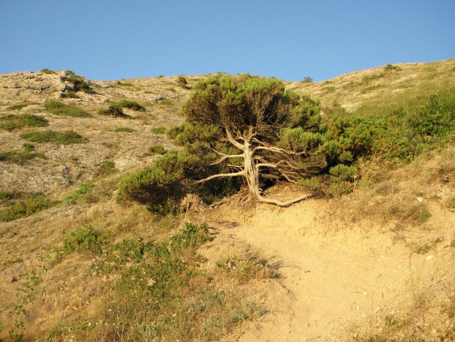 Ammodendron conollyi