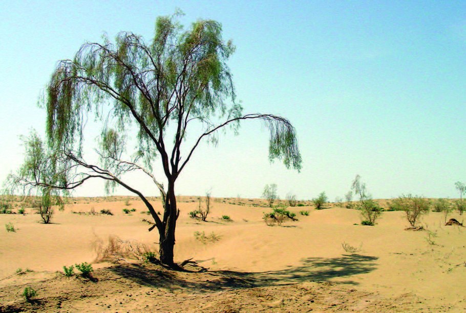 Песчаная Акация двулистная