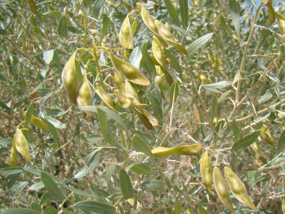 Саксаул Зайсанский