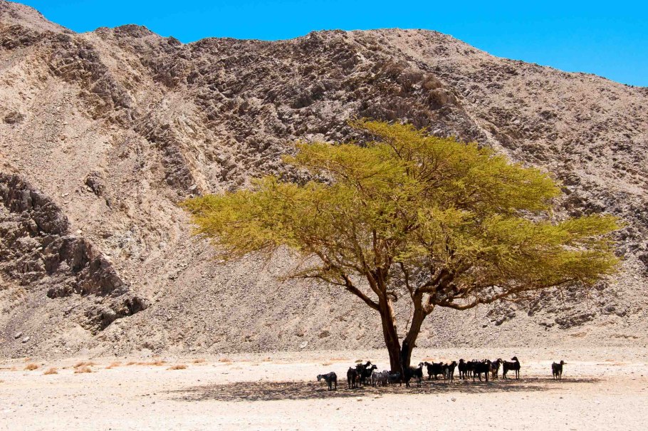 Дерево Акация в Тенере