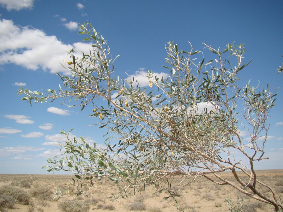 Песчаная Акация(ammodendron