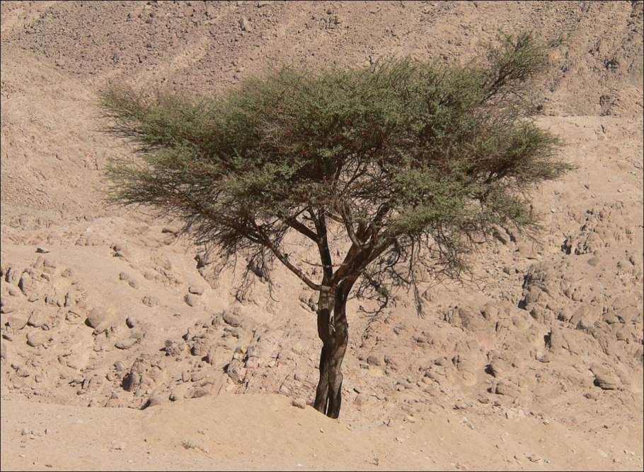 Саксаул растение пустыни