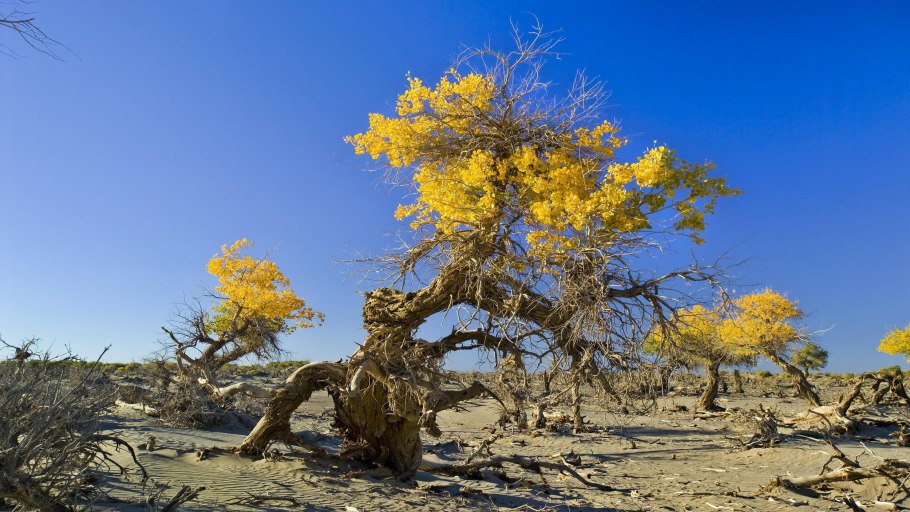 Acacia aneura Акация Мульга