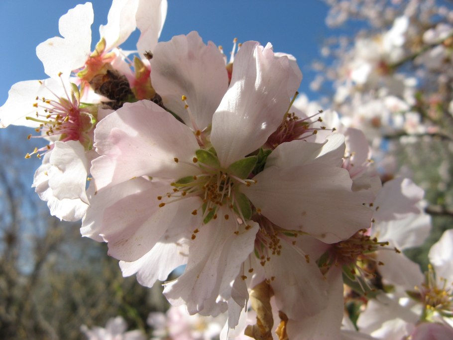 Миндаль косточковые