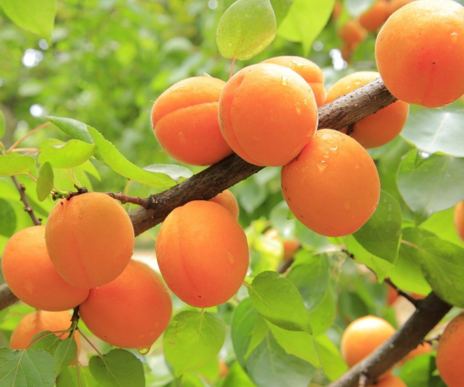 Алыча злато скифов