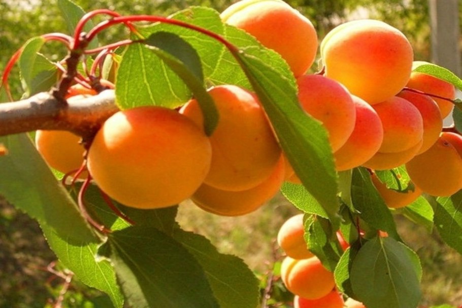 Косточковые плодовые культуры