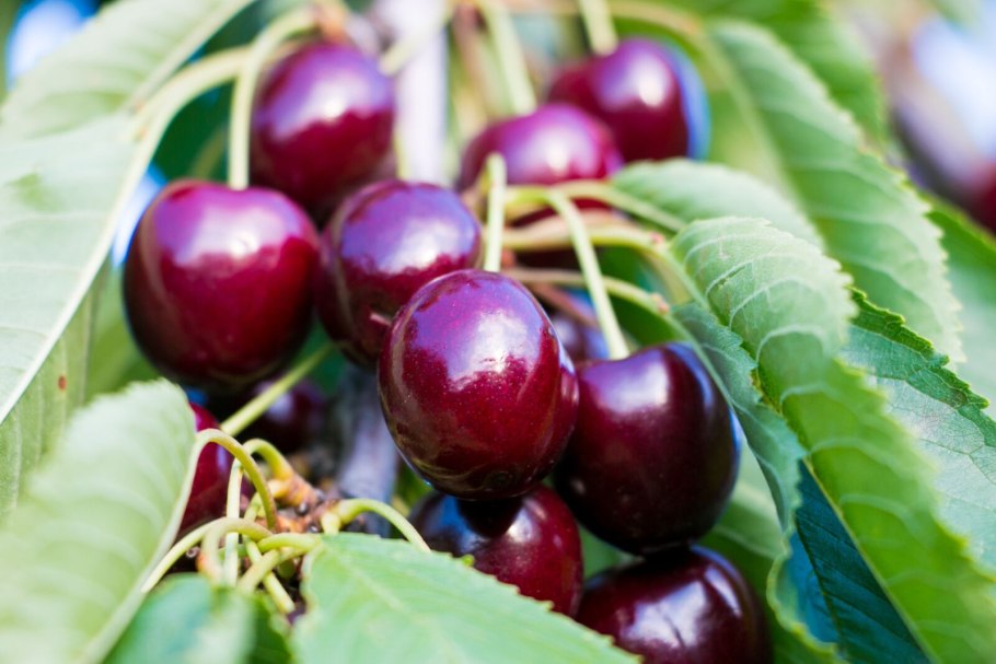 Черешня Овстуженка дерево