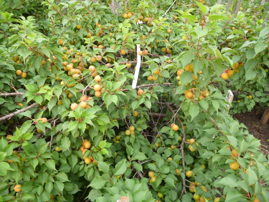 Алыча Яхонтовая