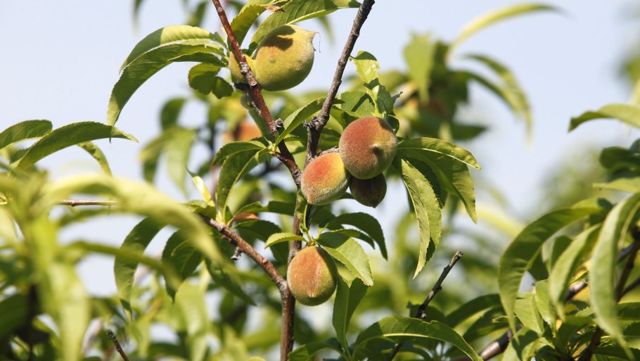 Слива Мирабель дерево