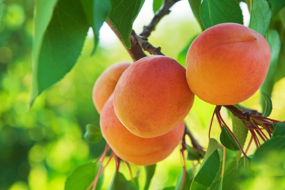 Алыча плодовое дерево