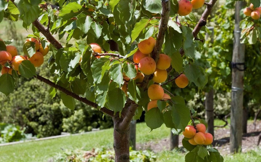 Разные фрукты на одном дереве
