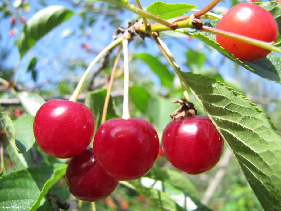 Алыча Анжелина желтая