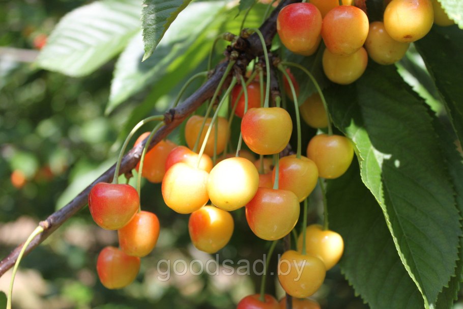 Плодовые деревья с плодами