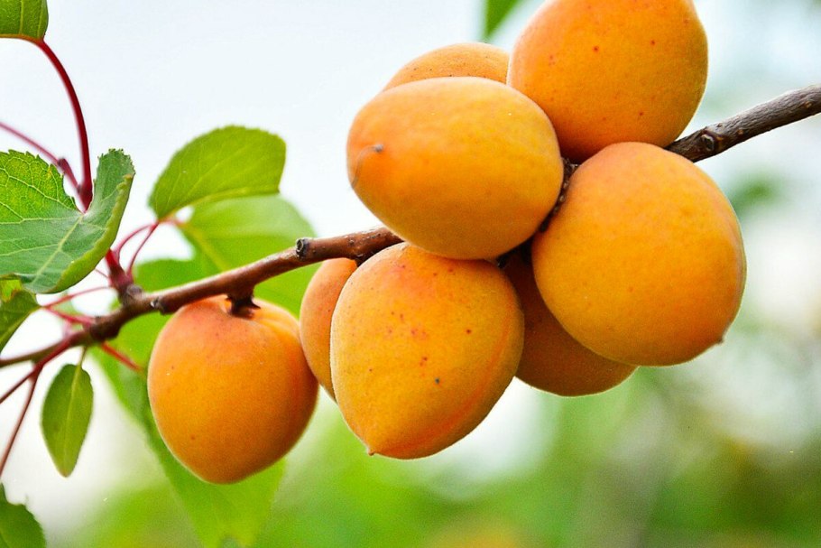 Монилиоз яблони и груши