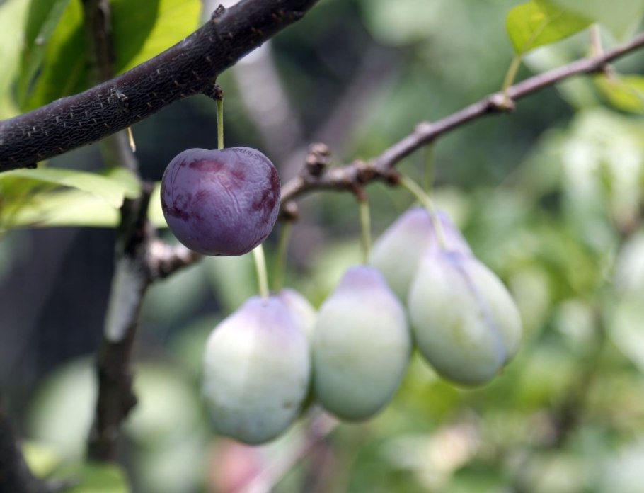 Слива Ренклод Советский