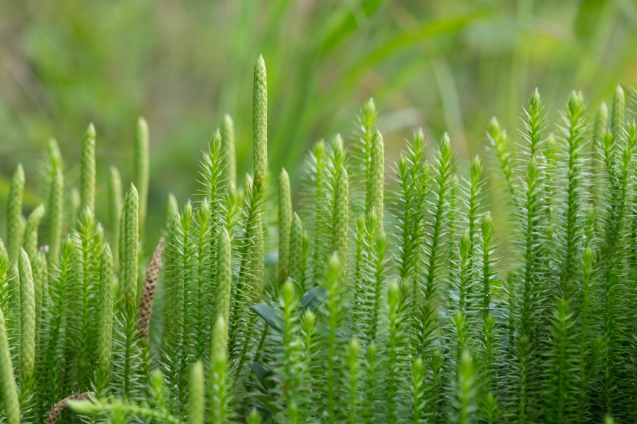 Плаун (Lycopodium)