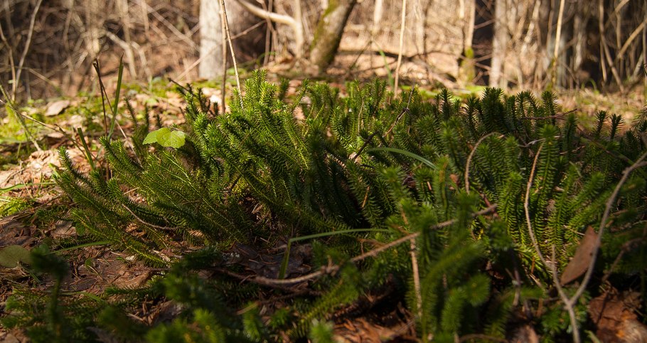 Плаун Баранец