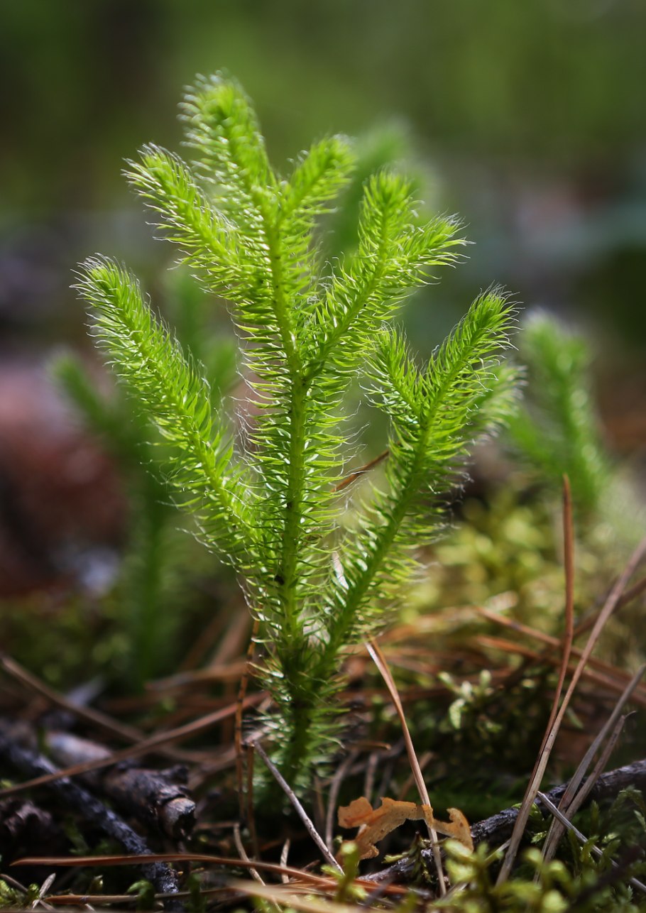 Плаун булавовидный (Lycopodium clavatum)