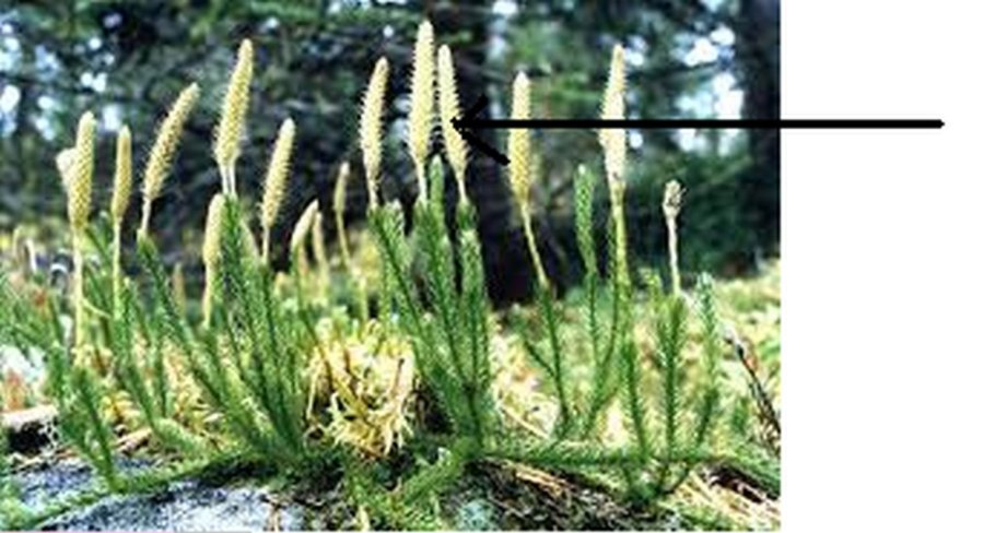 Плаун можжевельниковый