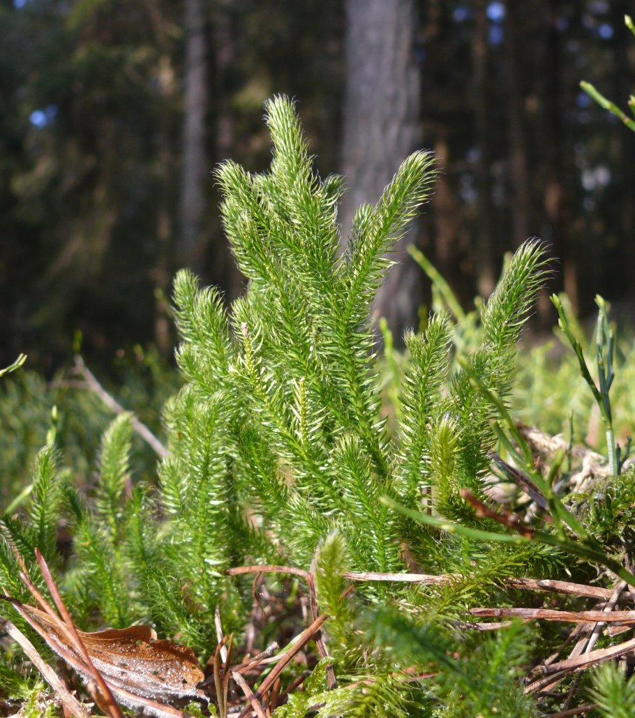 Плаун булавовидный (Lycopodium clavatum)