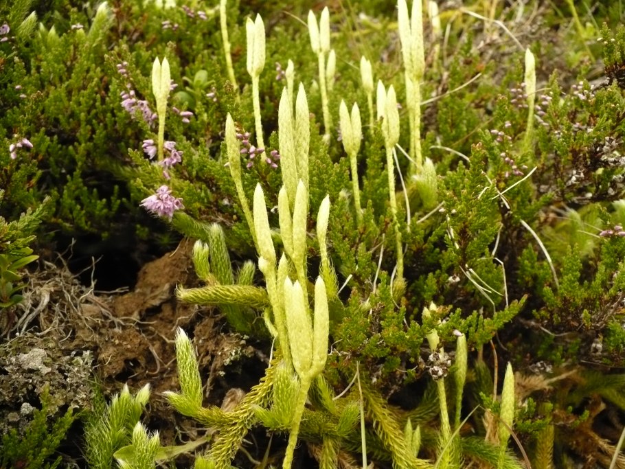 Плаун булавовидный (Lycopodium clavatum)
