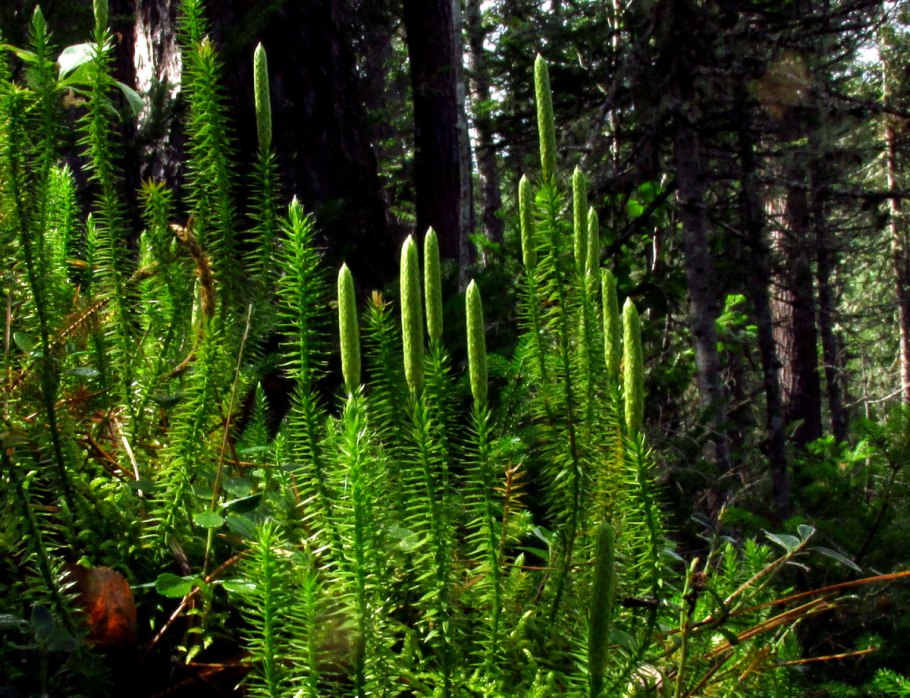 Плауна Lycopodium annotinum