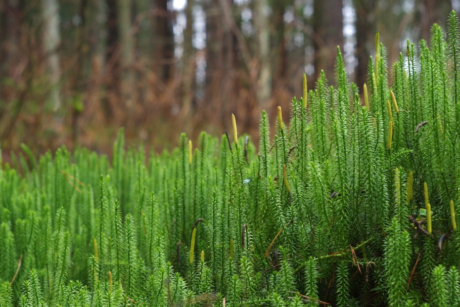 Плаун ликоподий