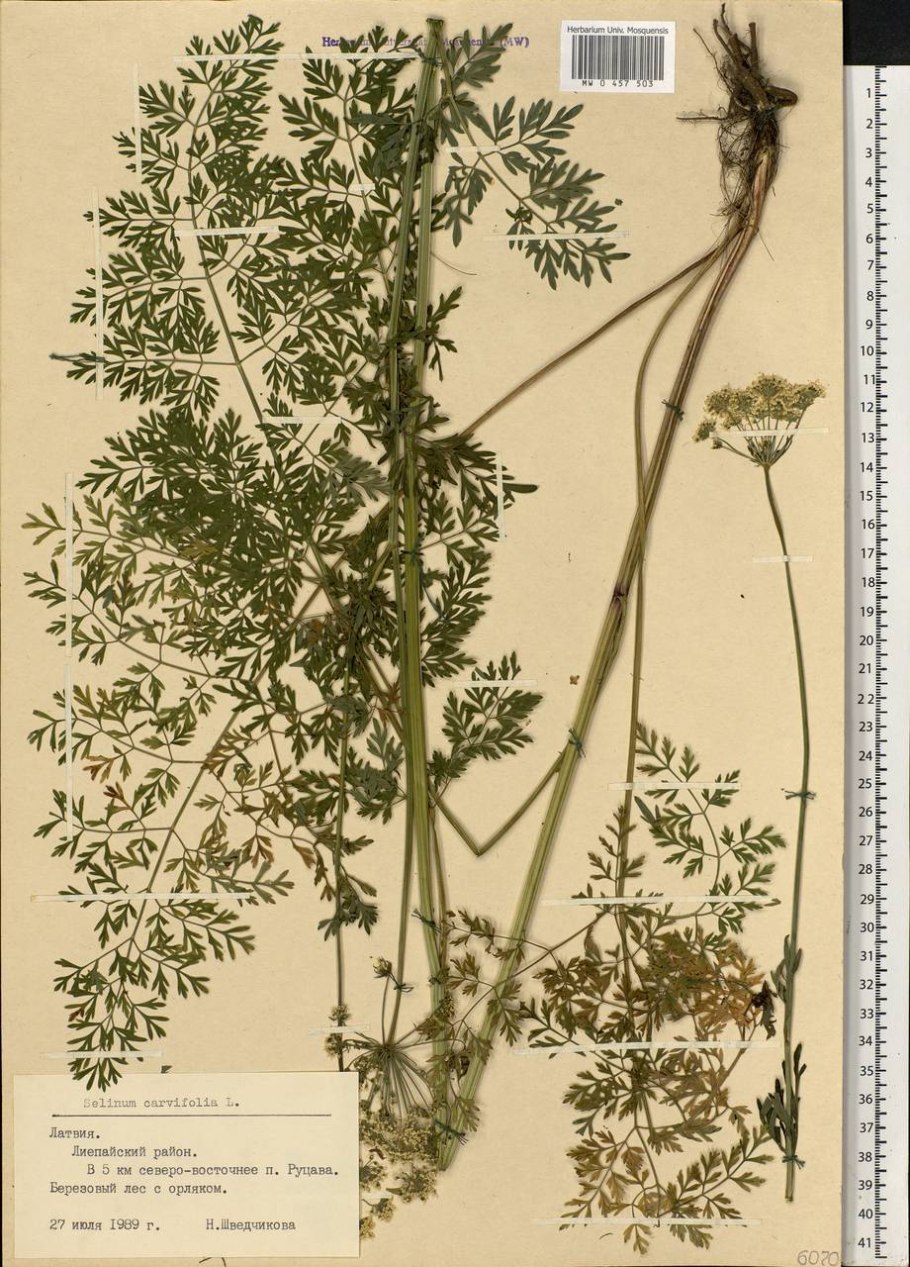 Гирча тминолистная фото