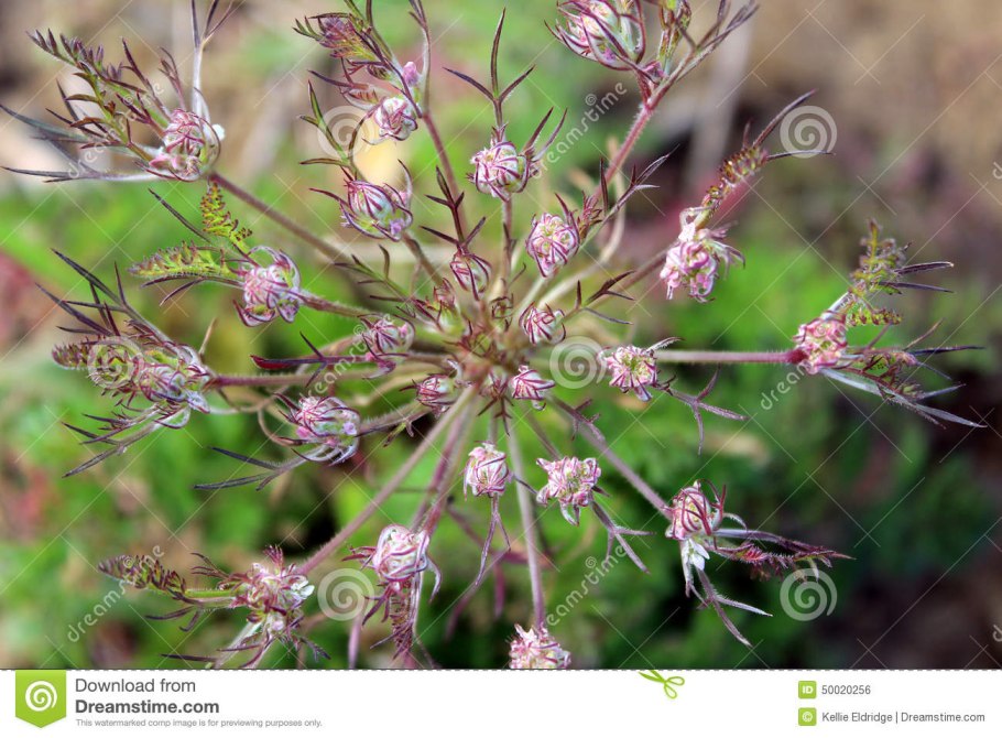 Валерьяна всходы фото