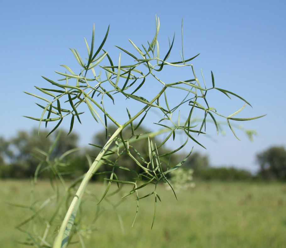 Conioselinum longifolium