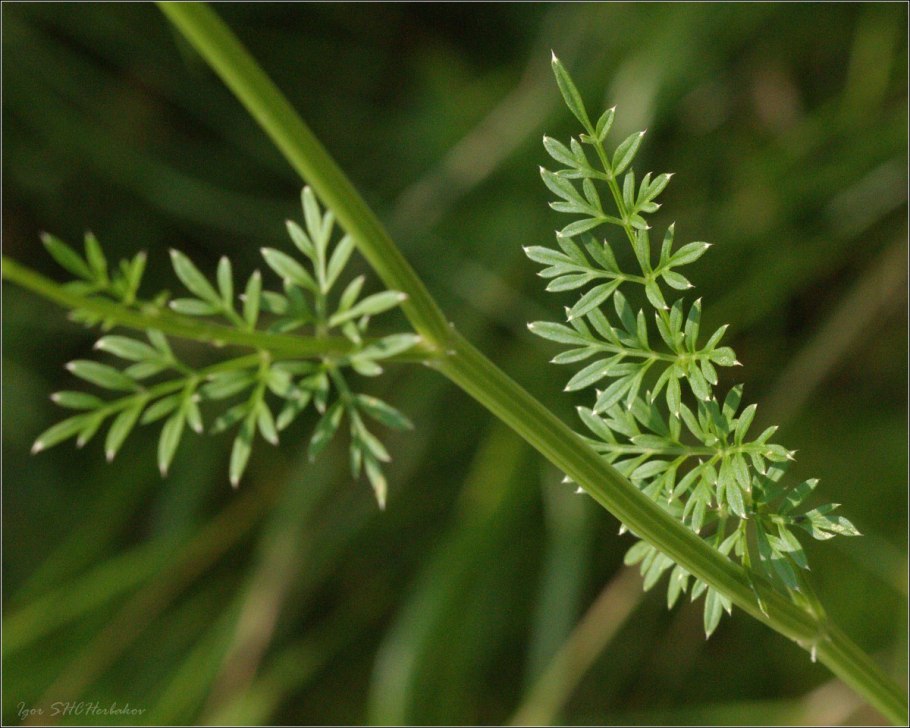 Гирча тминолистная (Selinum carvifolia) встречается