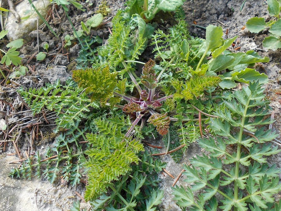 Selinum tenuifolium