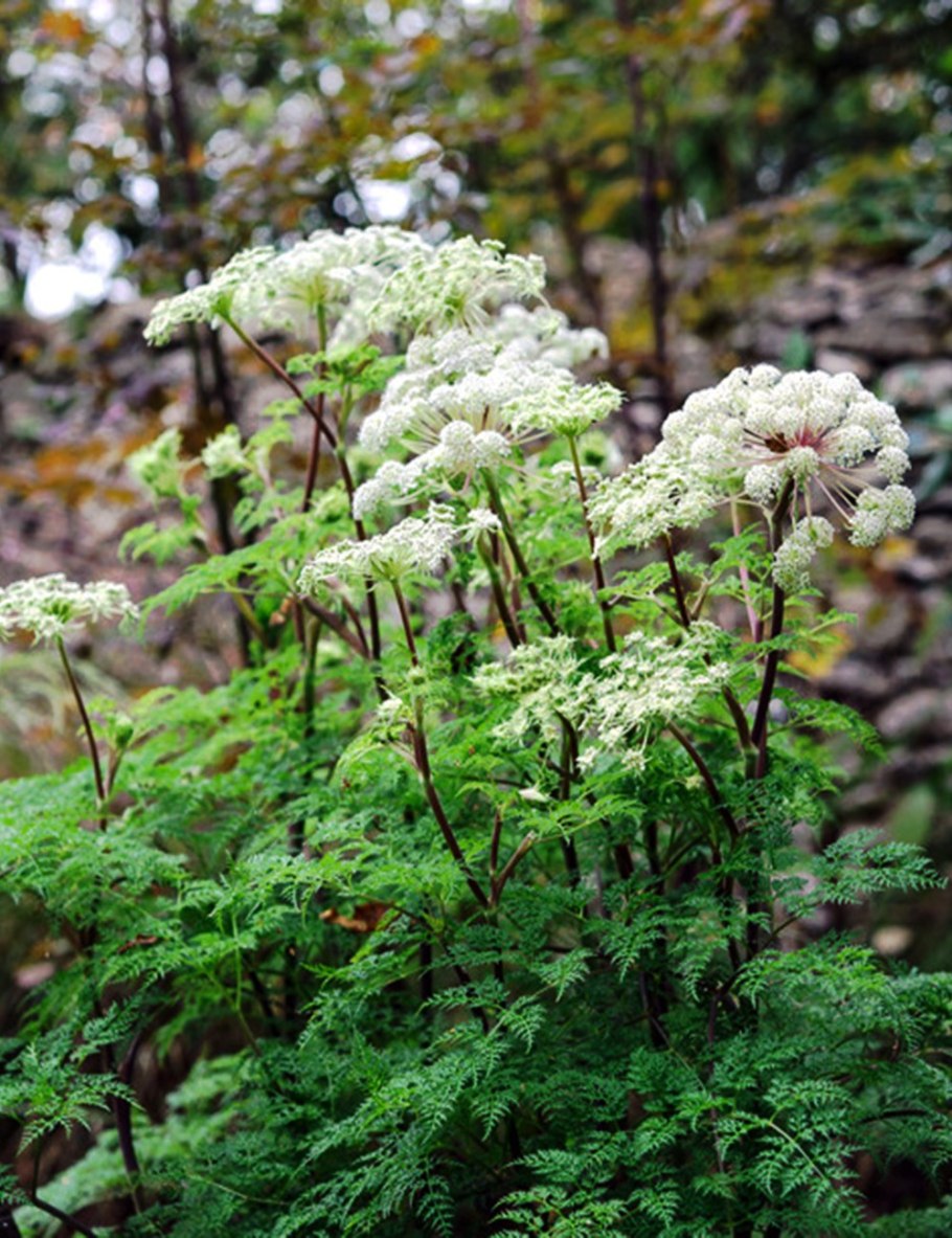 Жабрица Бухтарминская