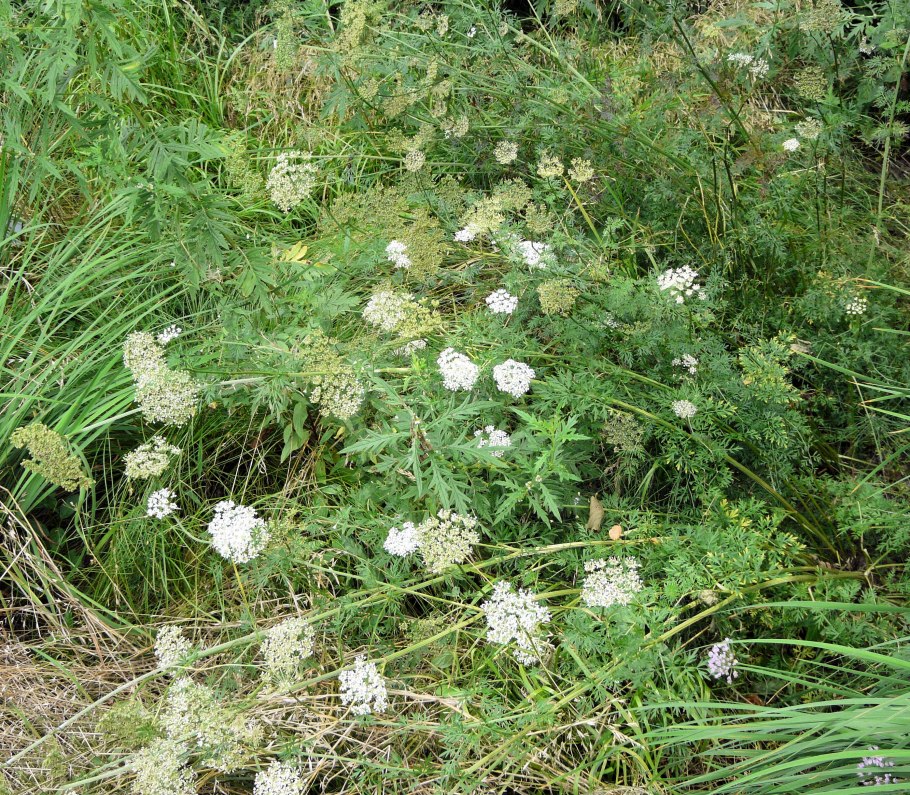 Пусторебрышник оголенный