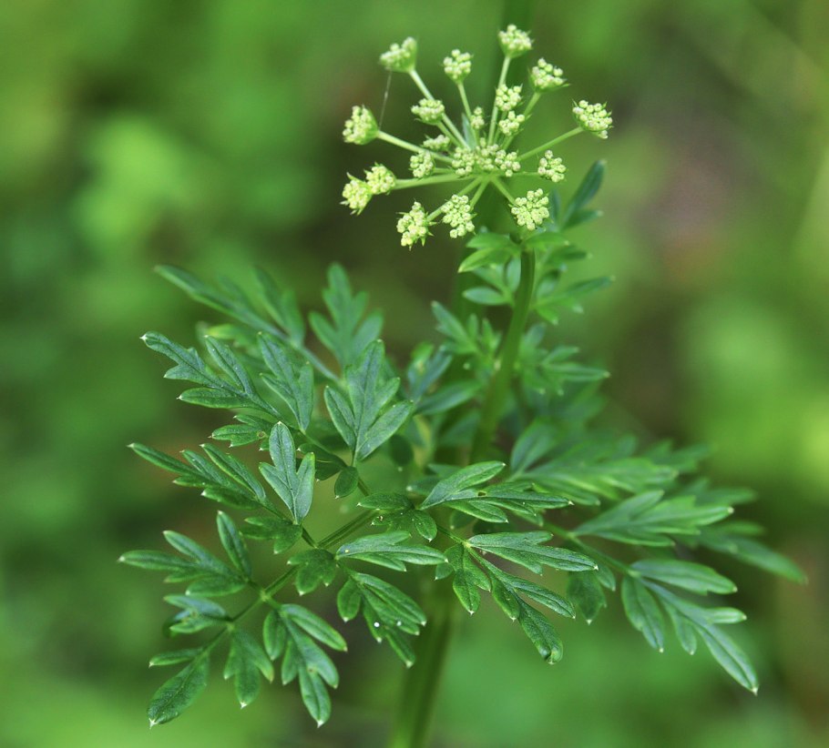 Гирча тминолистная (Selinum carvifolia)