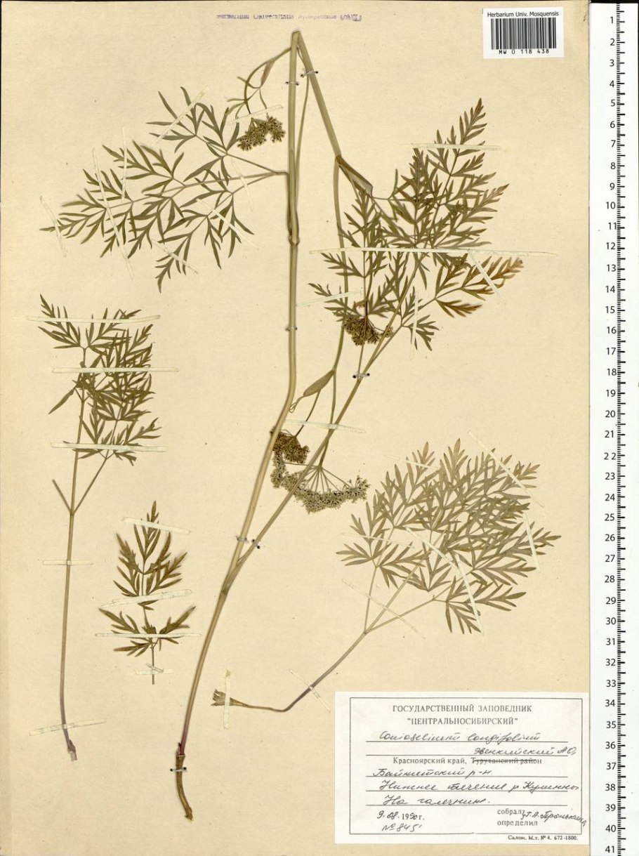 Conioselinum longifolium