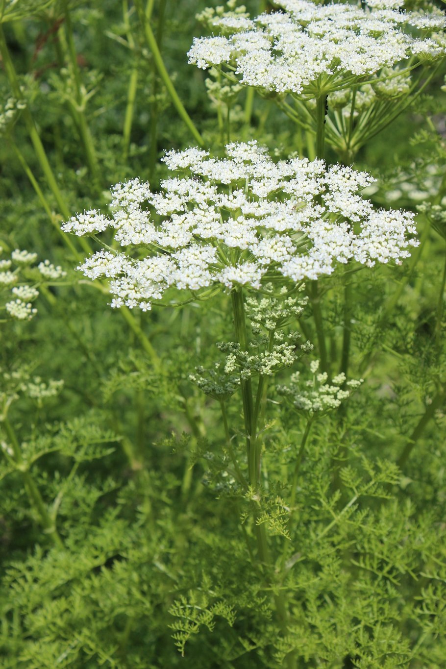 Cenolophium denudatum