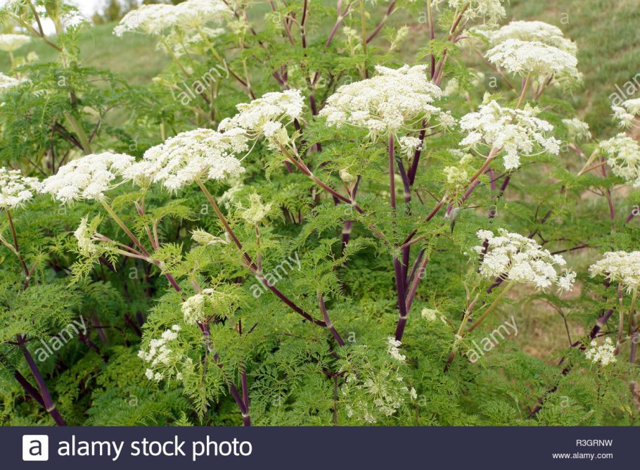 Selinum wallichianum