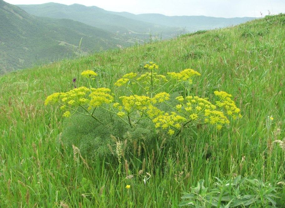 Selinum wallichianum