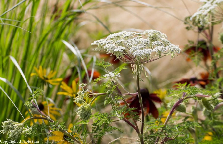 Гирча тминолистная (Selinum carvifolia)